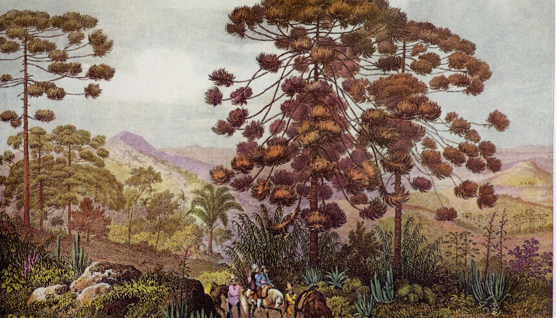 A hand-coloured plate of the Brazilian interior.